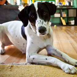 Dogwatch Jamaica, Jamaica,  | Indoor Pet Boundaries Contact Us Image