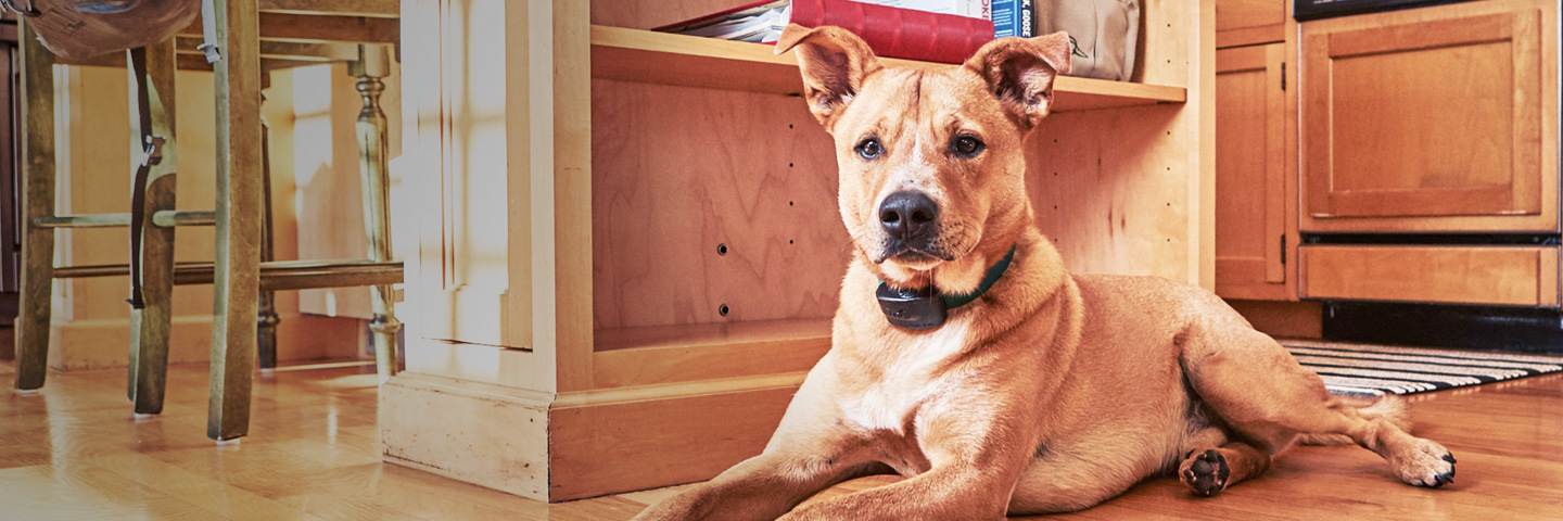 Dogwatch Jamaica, Jamaica,  | Indoor Pet Boundaries Slider Image
