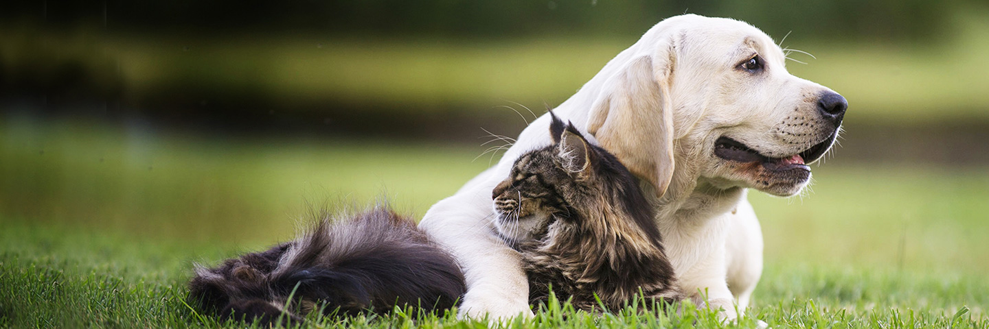 Dogwatch Jamaica, Jamaica,  | Cat Fences Slider Image